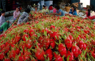 Xuất khẩu rau quả có thể đạt 3,6 tỷ USD