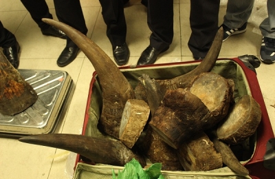 Truy tìm chủ nhân lô sừng tê giác bị phát hiện tại sân bay Nội Bài